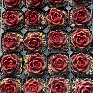 Succulentas Variadas, Mezcla de Variedades, Fáciles de Cuidar en Interiores y Exteriores, para Decoración del Hogar y Jardín, Crassulaceae - Product Image 3