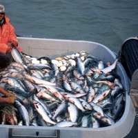 Saumon d'Atlantique entier surgelé, pêche sauvage, IQF, export, fournisseur de produits de la mer en vrac, saumon brut de haute qualité, emballage sous vide