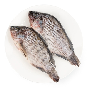 Bloque de cubo de porción de tilapia congelada, Cubo de marisco de tilapia capturado en la naturaleza, Cubo de tilapia a granel, bloque de pescado al por mayor, proveedor de exportación, comercio - Product Image 1