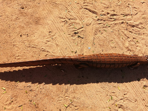 งานแกะสลักไม้ศิลปะพื้นเมืองแอฟริกัน งานฝีมือทำมือ รูปปั้นตกแต่งสำหรับห้องนั่งเล่นและโต๊ะทำงาน - Product Image 6