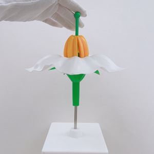 Modelo de enseñanza de biología Modelo anatómico ampliado de estructura de flor de patata Enseñanza de ciencias biológicas - Product Image 3