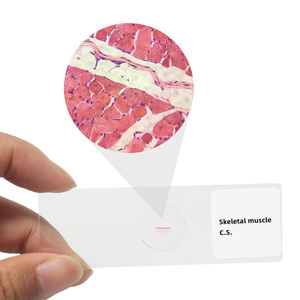 <span class=keywords><strong>Sistema</strong></span> muscular Diapositivas preparadas 7 piezas Músculo esquelético L.S. Portaobjetos de microscopio de Histología Recursos médicos Espécimen de tejido - Product Image 3