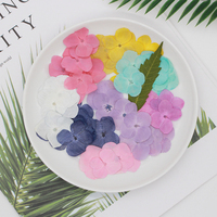 Fleurs d'hortensia séchées et pressées, naturelles et authentiques, pour la création de cartes et de bijoux en résine, présentées sous cadre.
