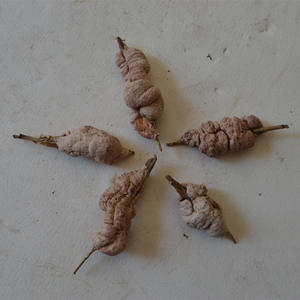 Shiraia bambucola alami murni tumbuh di ranting bambu merah muda seluruh kering jamur Shiraia bambucola untuk dijual - Product Image 5