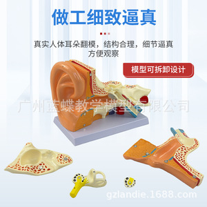 Modelo didáctico de amplificación del oído humano; anatomía del oído humano; oído externo, medio e interno; sistema auditivo; estructura del oído - Product Image 4