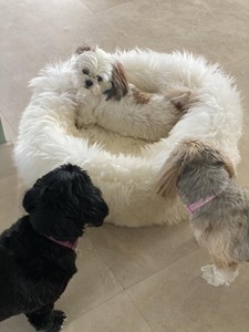 ペット用羊皮ベッド（犬用敷物、猫用敷物）ニュージーランド・オーストラリア産の本物の羊皮毛皮素材 - Product Image 1