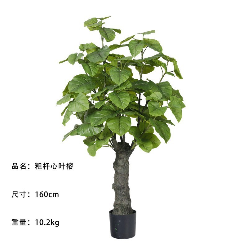 ต้นไทร (Ficus microcarpa) ลำต้นหนา สูง 160 ซม.