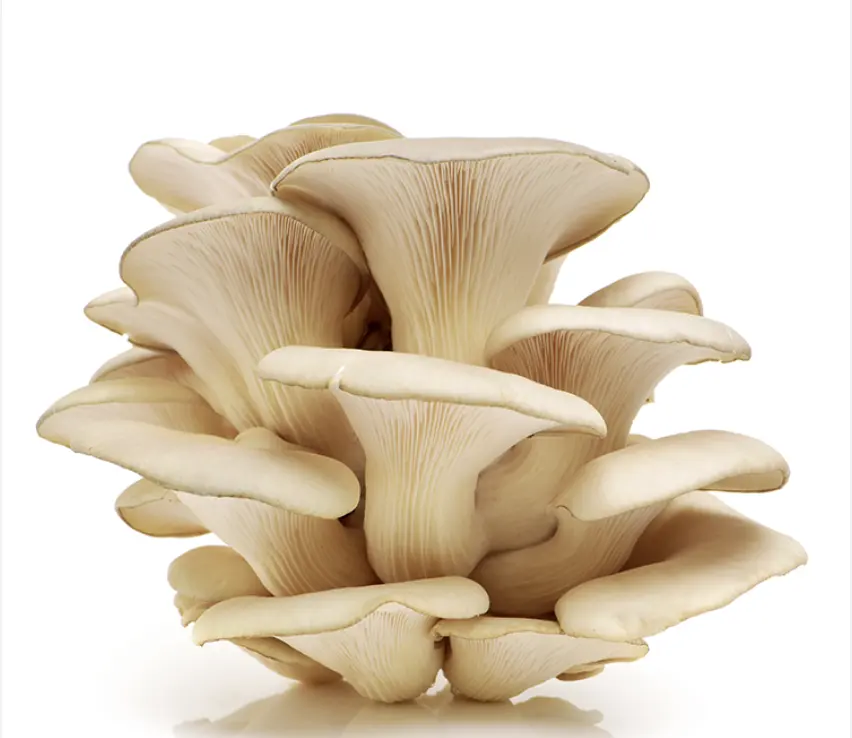 Oyster mushrooms Whole Button Canned Mushroom White OEM Acid Style Storage Cool Brands Color Package Weight Material Raw