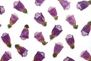 Yuyang vera pianta naturale fiori pressati secchi digitale <span class=keywords><strong>fiore</strong></span> per resina epossidica gioielli, fabbricazione di candele - Product Image 2