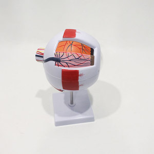 Modèle d'œil multi-couches détachable et étiqueté pour l'enseignement en <span class=keywords><strong>ophtalmologie</strong></span> des universités médicales et les cliniques hospitalières, science populaire CE/ISO - Product Image 5