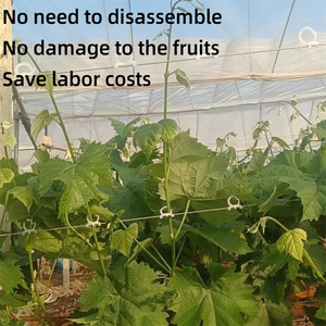 <strong>Plant</strong> <strong>Climbing</strong> Clamp <strong>Plant</strong> Vine Support Clips <strong>for</strong> Support <strong>Wire</strong> Grape Fixing Clip - Product Image 4