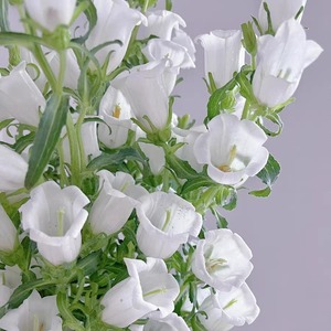 ช่อดอกไม้ผ้าไหม Yunnan Kunming สีม่วงสีขาวสำหรับการจัดบ้านสำหรับตรุษจีน - Product Image 3