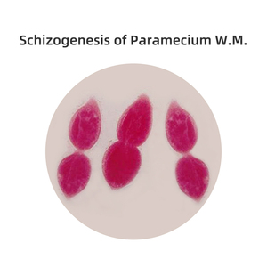 Lames de microscope à paramécie Schizogenèse et <span class=keywords><strong>conjugaison</strong></span> de la paramécie W.M. Spécimen de diapositives éducatives préparées en laboratoire - Product Image 4
