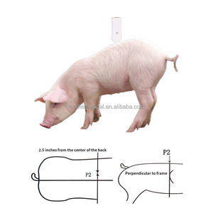 Sonda de Ultrasonido Veterinaria Portátil para Ganado, Cerdos, Ovejas, Caballos y Otros Animales - Product Image 2