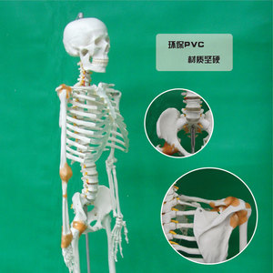 Modèle de squelette humain réaliste blanc pour l'enseignement de l'anatomie médicale, incluant une moitié d'un ligament ; spécimen de squelette adulte de 170 cm. - Product Image 3