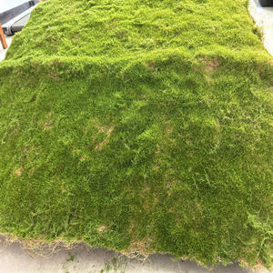 Taille moyenne simulé mousse flocage gazon pierre bonsaï décoration autocollant magnétique maison jardin mur artificiel plante verte haute - Product Image 2