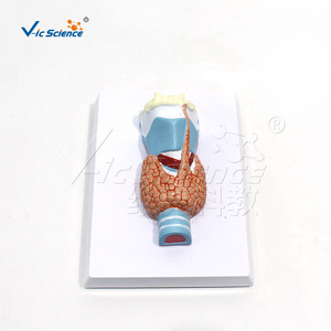 Vic Education : Modèle de la thyroïde, structure anatomique du système respiratoire humain - Product Image 4
