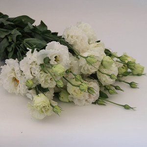 Lisianthus <span class=keywords><strong>Eustoma</strong></span> <span class=keywords><strong>Grandiflorum</strong></span> Recién Cortado al por Mayor para Ramos de Boda, 40-80 cm, <span class=keywords><strong>Eustoma</strong></span> al por Mayor, Flor de Lisianthus Cortada - Product Image 3