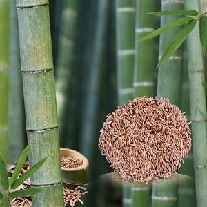 Graines de bambou entières naturelles, haute germination, biologiques, comestibles, brutes, durée de conservation de 2 ans, qualité d'exportation pour la vente en gros - Product Image 1