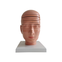 Modèle d'anatomie sectionnelle du cerveau humain en PVC pour les sciences médicales