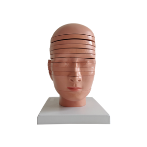 Modelo Anatómico <span class=keywords><strong>Seccional</strong></span> del Cerebro Humano en PVC para Ciencias Médicas - Product Image 6