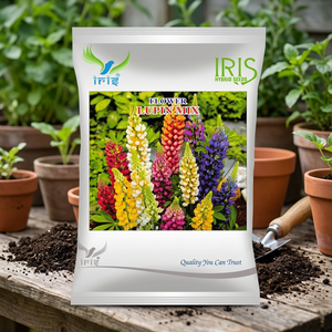 Graines de fleurs hybrides d'iris et de lupin séchées, feuillage en forme de palmier et fleurs multicolores, 100 jours - Product Image 2