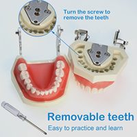 Outil d'étude pédagogique dentaire pour adultes : Typodont articulé avec 28 dents amovibles, modèle d'anatomie dentaire CE/ISO