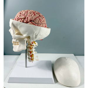 جمجمة بيضاء بحجم الإنسان 3 أجزاء بالحجم الطبيعي على الطراز الأوروبي والأمريكية مع 7 نماذج للعمود الفقري العنقي و 8 أجزاء من الدماغ - Product Image 3