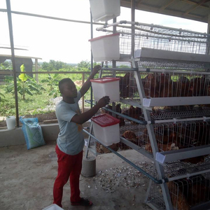 Durable granja avícola huevo <span class=keywords><strong>pollo</strong></span> capa de jaula de cría de equipo para <span class=keywords><strong>el</strong></span> mercado de África - Product Image 2