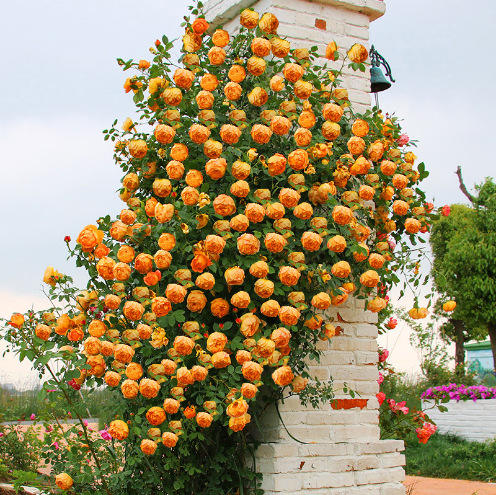 6# กุหลาบเนื้อเหลือง