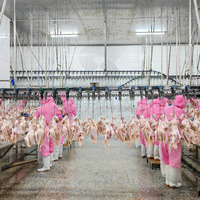 ZB 500Bph-13000Bph Abattoir de volaille d'abattoir de poulet personnalisé avec équipement de traitement Halal