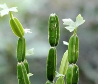 Capsules de Cissus de poudre de Cissus Quadrangularis à prix compétitif