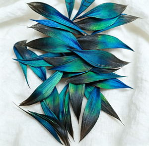 Plumes de paon irisées rigides de 3-7 cm – Pointes de plumes teintées bleu-vert coupées pour costumes, artisanat et chapellerie - Product Image 1