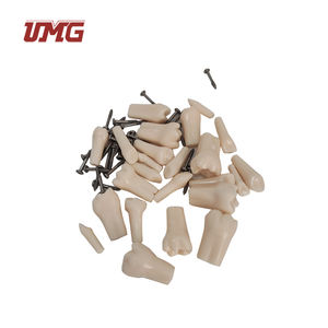 UM-U10F用直根替换牙齿的恒牙 (儿童) - Product Image 2