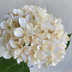 Hortensias de tallo largo coloridas de seda Anti UV de alta calidad, impresión 3D de un solo tallo, <span class=keywords><strong>flores</strong></span> de Hortensia artificiales, de un solo tallo, para uso en 2017 - Product Image 3