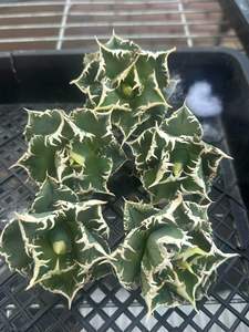 Planta Verde de Interior Popular, Planta Suculenta - Agave Titanota Espino Blanco, Planta en Maceta Cuidadosamente Cultivada, Fabricante MIN HUI - Product Image 2