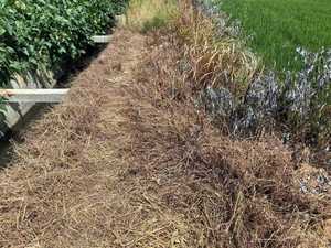 Bentazone Acifluorfen 440g/L SL – Herbicide Sélectif Post-Emergence Haute Efficacité pour l'Élimination des Adventices à Feuilles Larges du Soja et des Arachides - Product Image 5