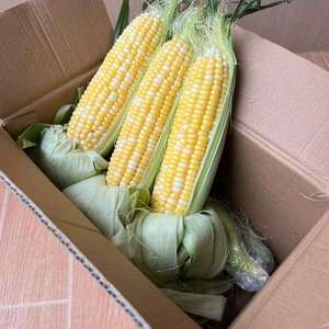 Maíz Dulce Congelado Rápido, Certificado BRC HACCP, Vegetales Congelados 100% Maíz, Listo para Comer, 24 Meses de Duración, Marca <span class=keywords><strong>Geoff</strong></span> - Product Image 3
