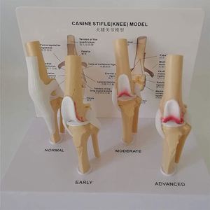 KyrenMed-Patológico Canino Stifle Rodilla Modelo 4 Etapas Perro Rodilla Articular Osteoporosis <span class=keywords><strong>Animal</strong></span> <span class=keywords><strong>Esqueleto</strong></span> para Anatomía Canina - Product Image 4