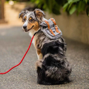 BANABA CE sertifikalı moda taşınabilir fermuar evcil hayvan sırt çantası küçük orta köpekler atıştırmalık paketi - Product Image 2