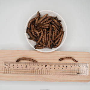 Direto-Preservado Da Fábrica Mealworms Amarelos, réptil nutritivo & alimento do pássaro, deleites de alta proteína - Product Image 4