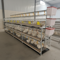 Cage à poulets de chair de type H, résistante à la corrosion, avec abreuvement automatique, idéale pour l'élevage