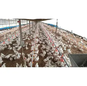 Professional Design Poultry Farm Equipment Broiler Chicken House