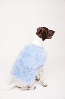 INS – pull de luxe pour chien, Style Dowager, pour animaux de compagnie, automne et hiver, chaud, fourrure pour chien, dame, luxe, chat, chien