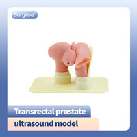 Modèle d'échographie de la prostate transrectale Les ultrasons focalisés à haute énergie simulent le diagnostic et le traitement des maladies de la prostate