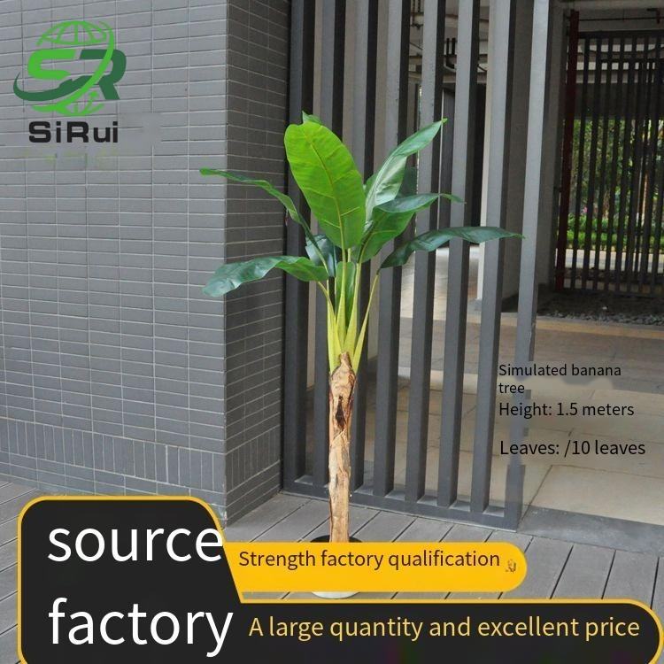 150 cm/4,9 pieds sans pot