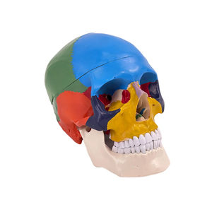 Modelo de Cráneo Humano de 8 Partes, Anatomía del Cerebro - Product Image 4
