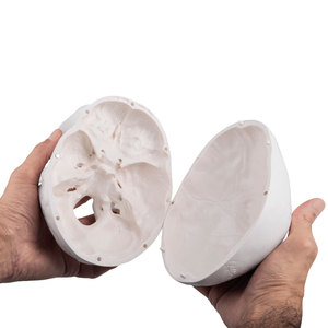 Modèle de crâne adulte, sculpture de crâne, échelle 1:1, pour l'enseignement de l'anatomie et du corps humain. - Product Image 4