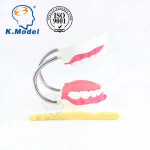 Modello di dente cura dentale modello 28 denti con spazzolino dimostrazione di pulizia orale e assistenza sanitaria assistenza orale medica - Product Image 4