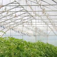 Sangles de suspension en fil d'acier galvanisé à chaud européen pour serres, pour le soutien des cucurbites, des citrouilles et des tomates